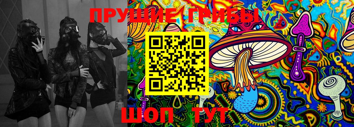 Псилоцибиновые грибы Cubensis Курчатов